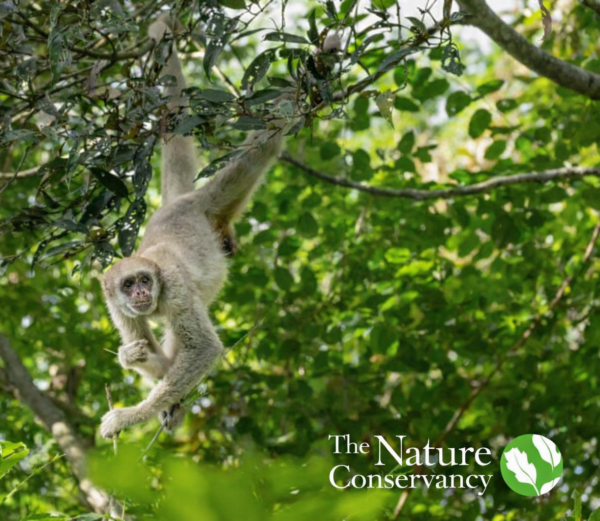 TNC – The Nature Conservancy – COP 30